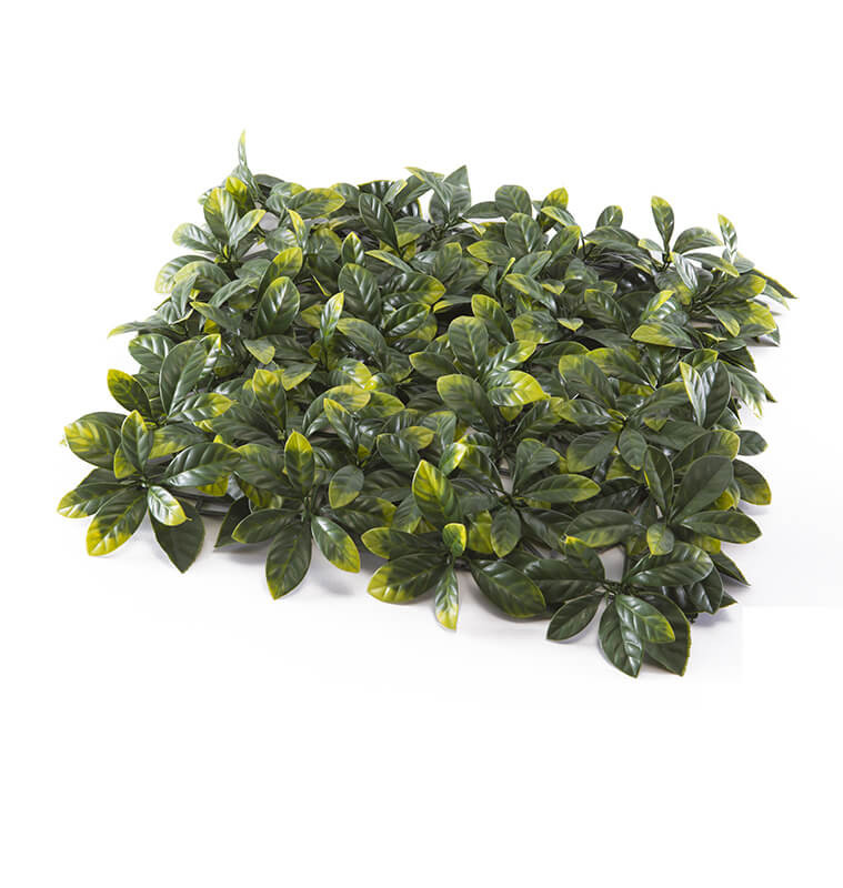 Mur végétal feuilles d'Osmanthus 50x50 cm UV protection  -  - fin