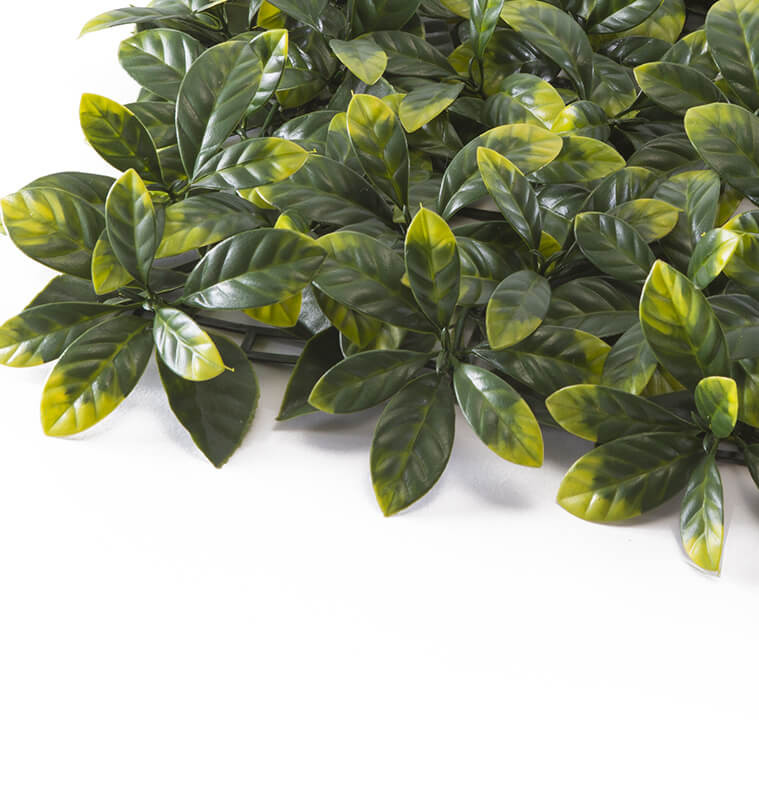 Mur végétal feuilles d'Osmanthus 50x50 cm UV protection  -  - fin