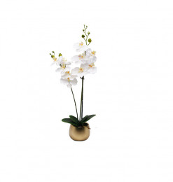 Plante orchidée...