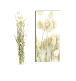 Fleur sèche Phalaris H:75 cm