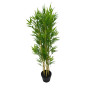 Plante artificielle Bambou dans pot en plastique, 80 cm | Arbres & plantes artificielles extérieur | 42 000 CFA , dakar, Sénégal