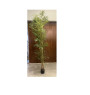 Plante artificielle bambou dans pot noir, hauteur: 240 cm | Arbres & plantes artificielles extérieur | 52 500 CFA , dakar, Sé...