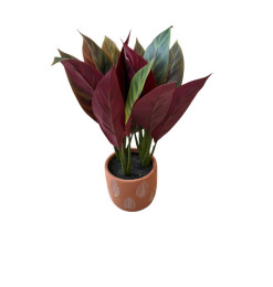 Plante artificielle Maranta dans pot terracotta, 40 cm | Pots, plantes & fleurs artificielles , Dakar, Sénégal