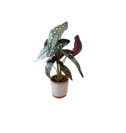 Plante artificielle verte/rouge dans pot blanc, 40 cm | Pots, plantes & fleurs artificielles , Dakar, Sénégal
