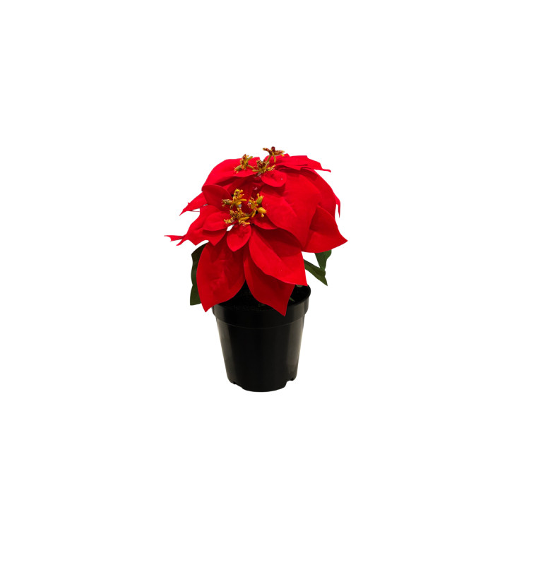 Fleur artificielle de Noël Poinsettia 32 cm |Autres accessoires Noël |3 100 CFA ,Dakar, Sénégal