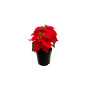 Fleur artificielle de Noël Poinsettia 32 cm |Autres accessoires Noël |3 100 CFA ,Dakar, Sénégal